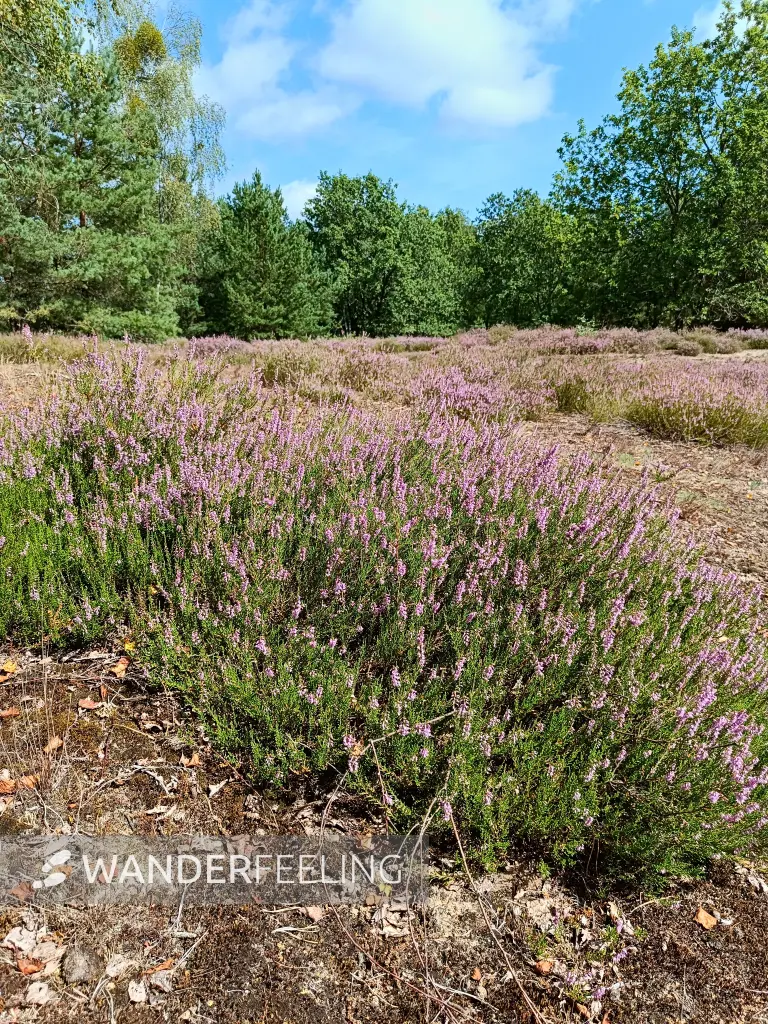 202508160-10 - Heideblüte in der Kleinen Schorfheide, Uckermark, Brandenburg, Deutschland