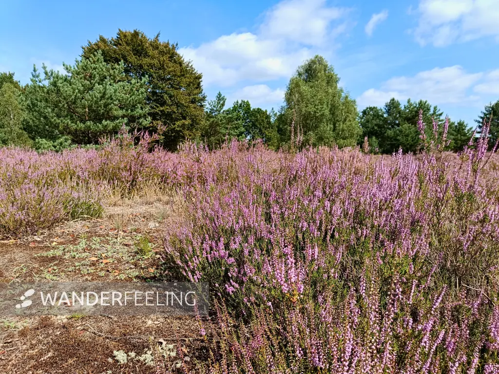202508160-11 - Heideblüte in der Kleinen Schorfheide, Uckermark, Brandenburg, Deutschland