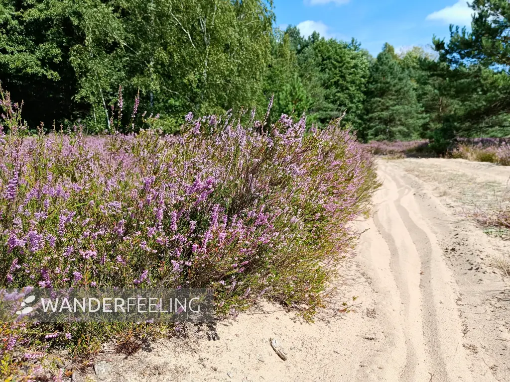 202508160-16 - Heideblüte in der Kleinen Schorfheide, Uckermark, Brandenburg, Deutschland