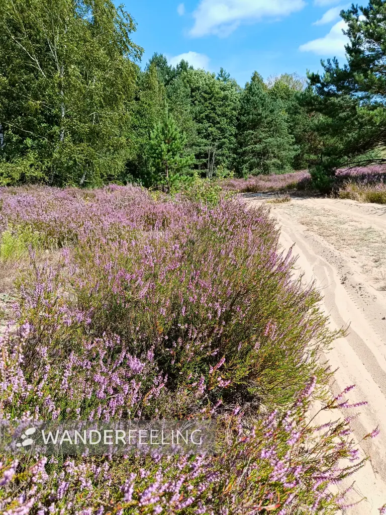 202508160-17 - Heideblüte in der Kleinen Schorfheide, Uckermark, Brandenburg, Deutschland