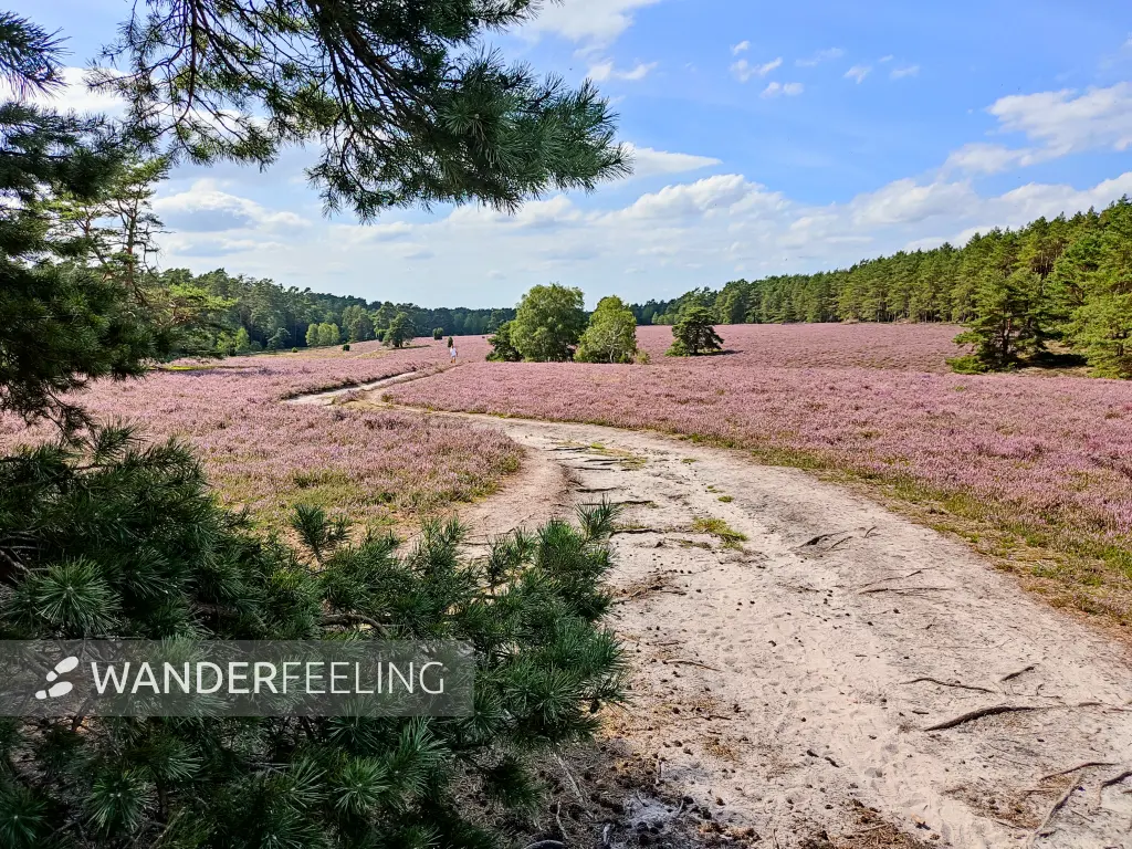 202308140-01 - Heideblüte in der Misselhorner Heide bei Hermannsburg, Lüneburger Heide, Niedersachsen, Deutschland