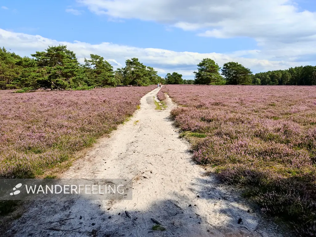202308140-02 - Heideblüte in der Misselhorner Heide bei Hermannsburg, Lüneburger Heide, Niedersachsen, Deutschland