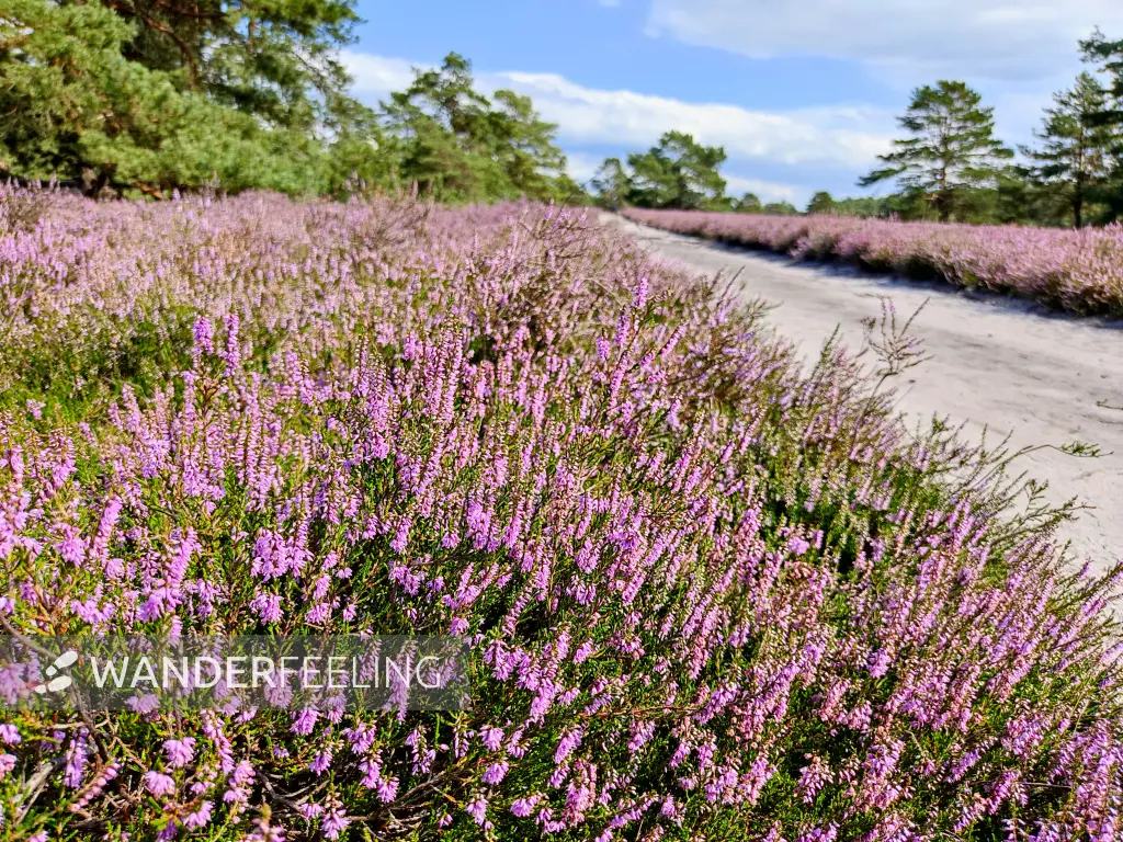 202308140-03 - Heideblüte in der Misselhorner Heide bei Hermannsburg, Lüneburger Heide, Niedersachsen, Deutschland