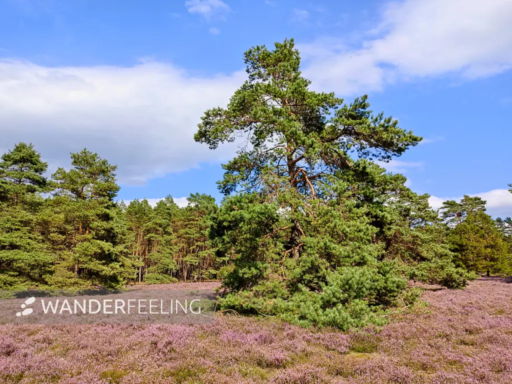 202308140-04 - Heideblüte in der Misselhorner Heide bei Hermannsburg, Lüneburger Heide, Niedersachsen, Deutschland