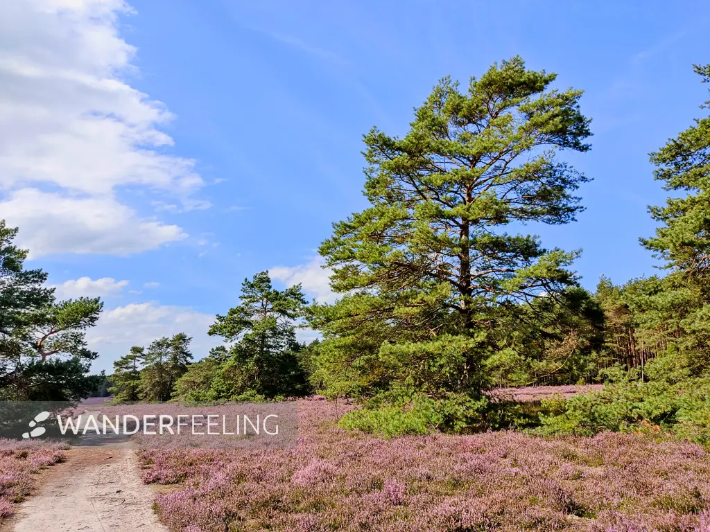 202308140-06 - Heideblüte in der Misselhorner Heide bei Hermannsburg, Lüneburger Heide, Niedersachsen, Deutschland