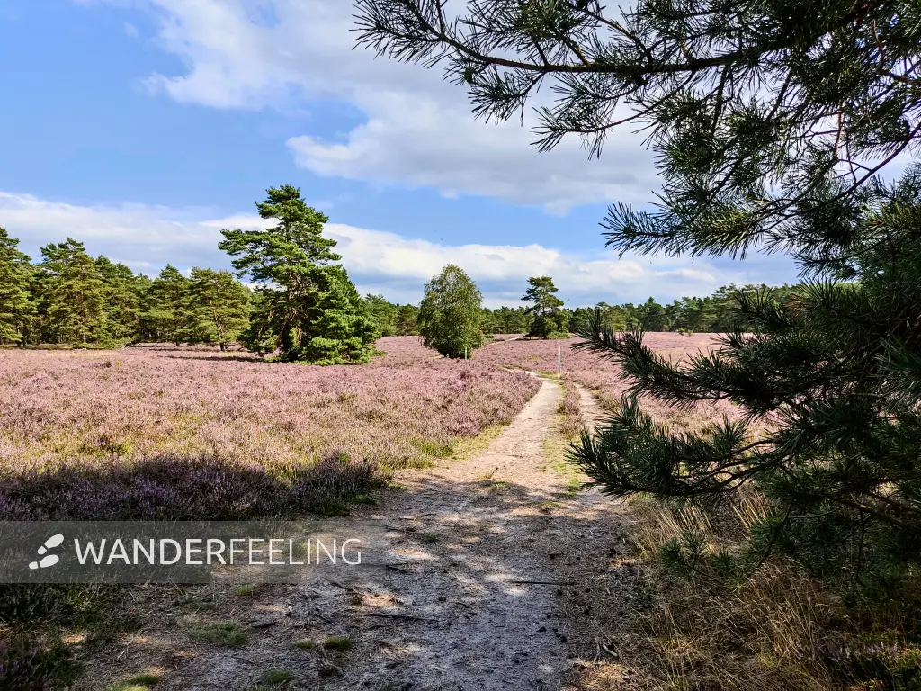 202308140-07 - Heideblüte in der Misselhorner Heide bei Hermannsburg, Lüneburger Heide, Niedersachsen, Deutschland