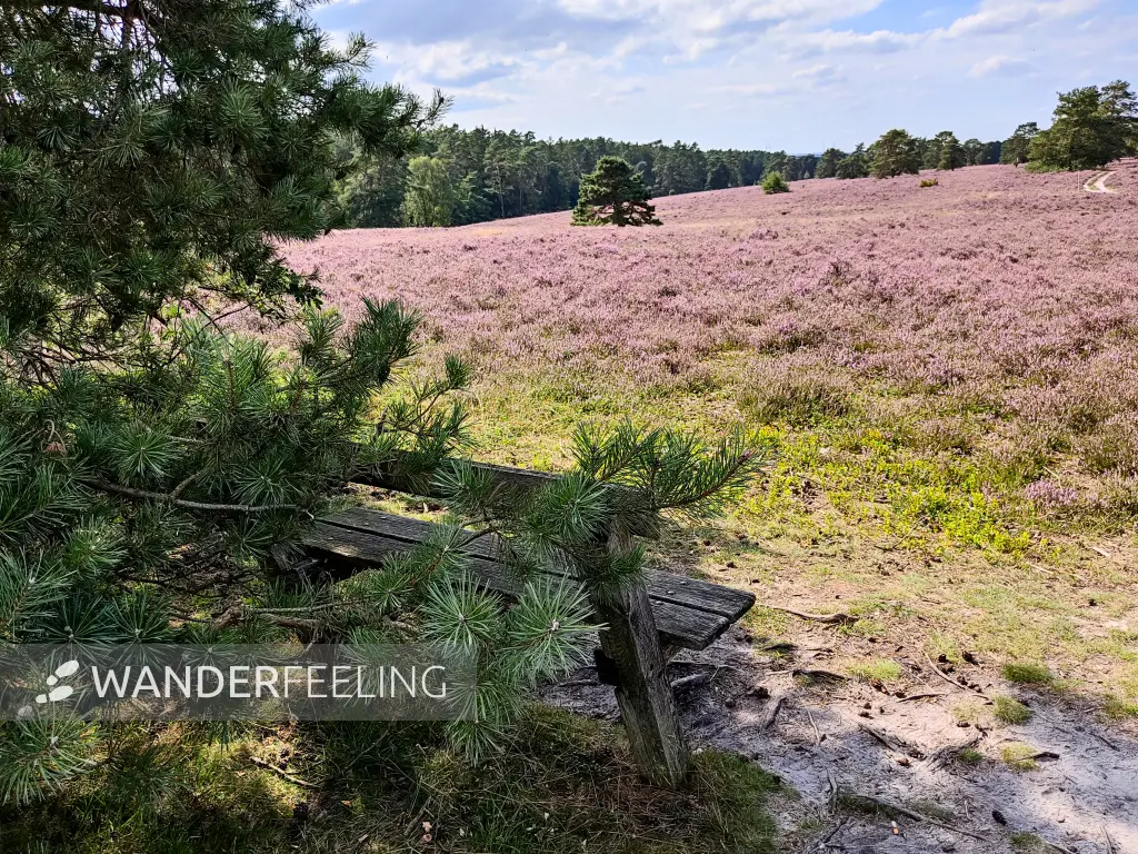 202308140-09 - Heideblüte in der Misselhorner Heide bei Hermannsburg, Lüneburger Heide, Niedersachsen, Deutschland