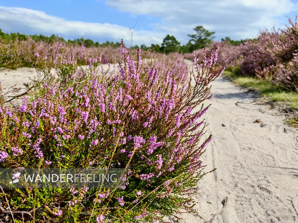 202308140-11 - Heideblüte in der Misselhorner Heide bei Hermannsburg, Lüneburger Heide, Niedersachsen, Deutschland