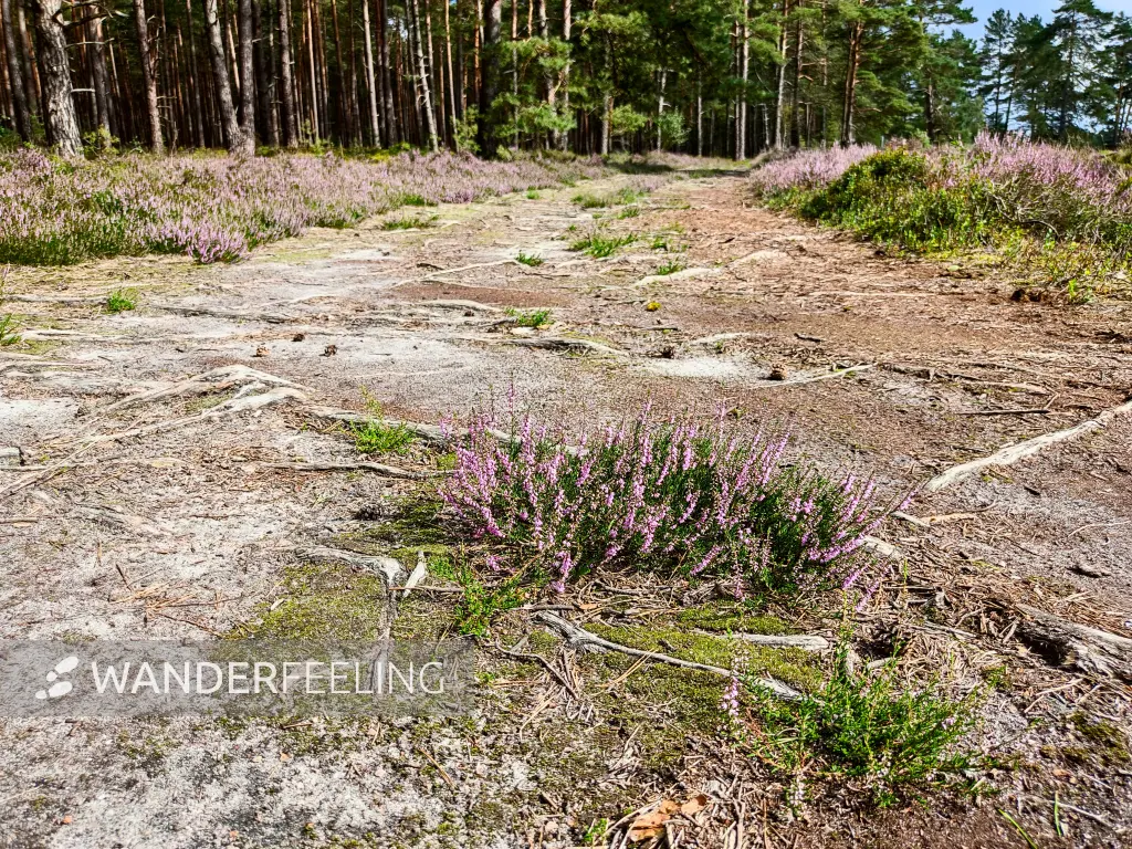 202308140-13 - Heideblüte in der Misselhorner Heide bei Hermannsburg, Lüneburger Heide, Niedersachsen, Deutschland