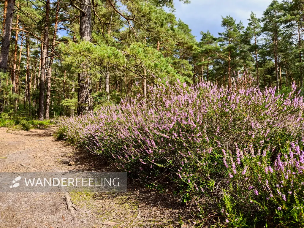 202308140-15 - Heideblüte in der Misselhorner Heide bei Hermannsburg, Lüneburger Heide, Niedersachsen, Deutschland