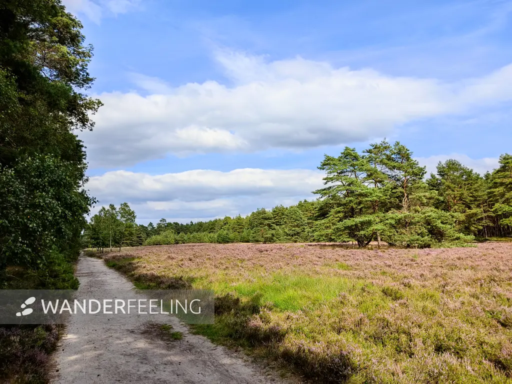 202308140-17 - Heideblüte in der Misselhorner Heide bei Hermannsburg, Lüneburger Heide, Niedersachsen, Deutschland