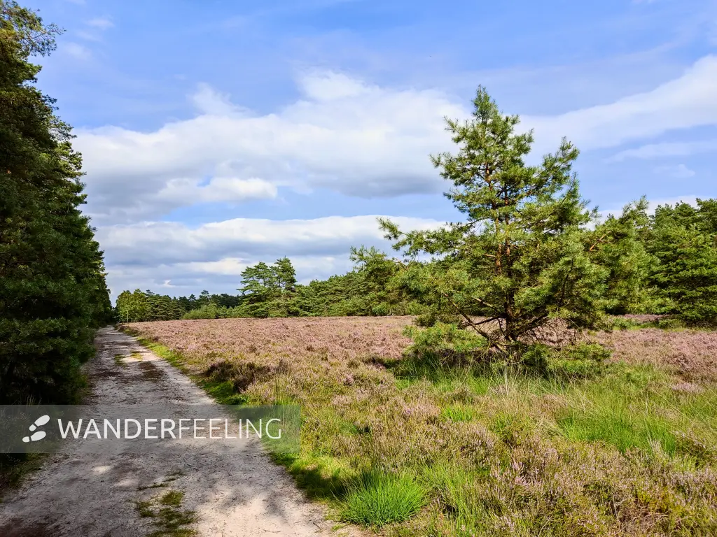 202308140-18 - Heideblüte in der Misselhorner Heide bei Hermannsburg, Lüneburger Heide, Niedersachsen, Deutschland