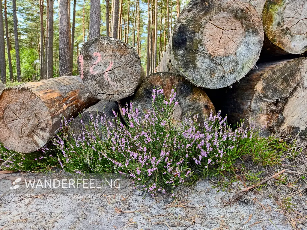 202308140-19 - Heideblüte in der Misselhorner Heide bei Hermannsburg, Lüneburger Heide, Niedersachsen, Deutschland