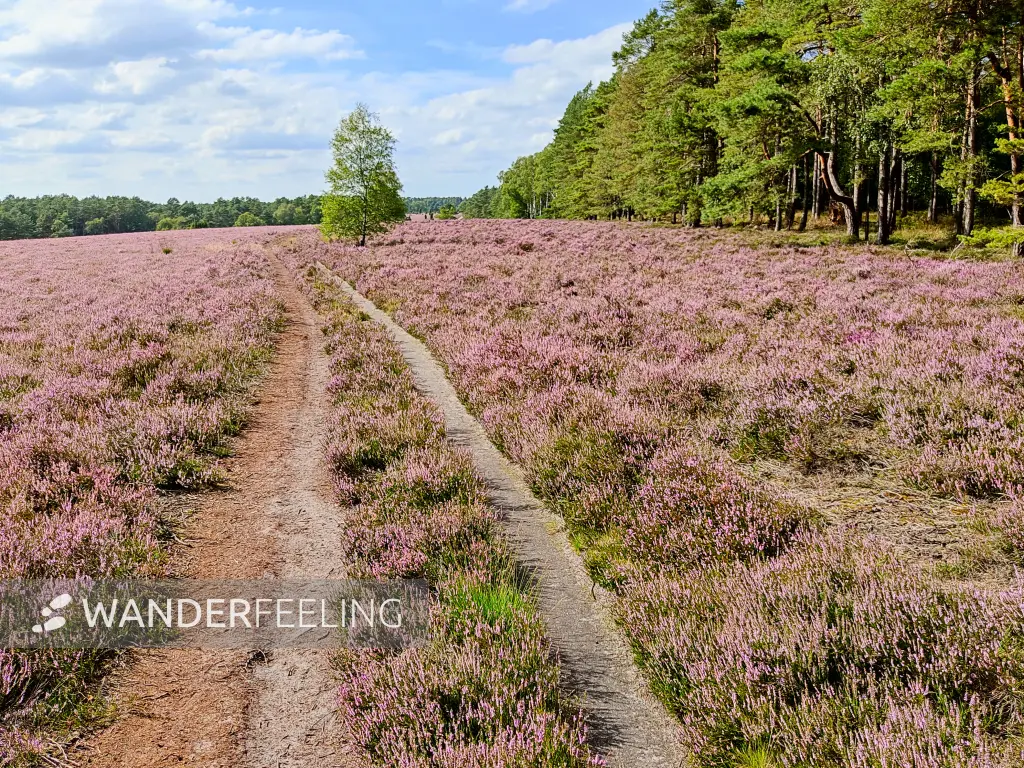 202308140-20 - Heideblüte in der Misselhorner Heide bei Hermannsburg, Lüneburger Heide, Niedersachsen, Deutschland