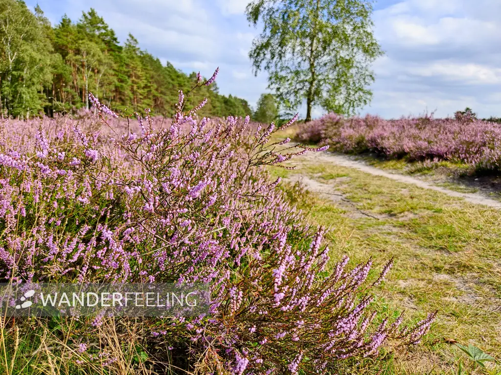 202308140-22 - Heideblüte in der Misselhorner Heide bei Hermannsburg, Lüneburger Heide, Niedersachsen, Deutschland