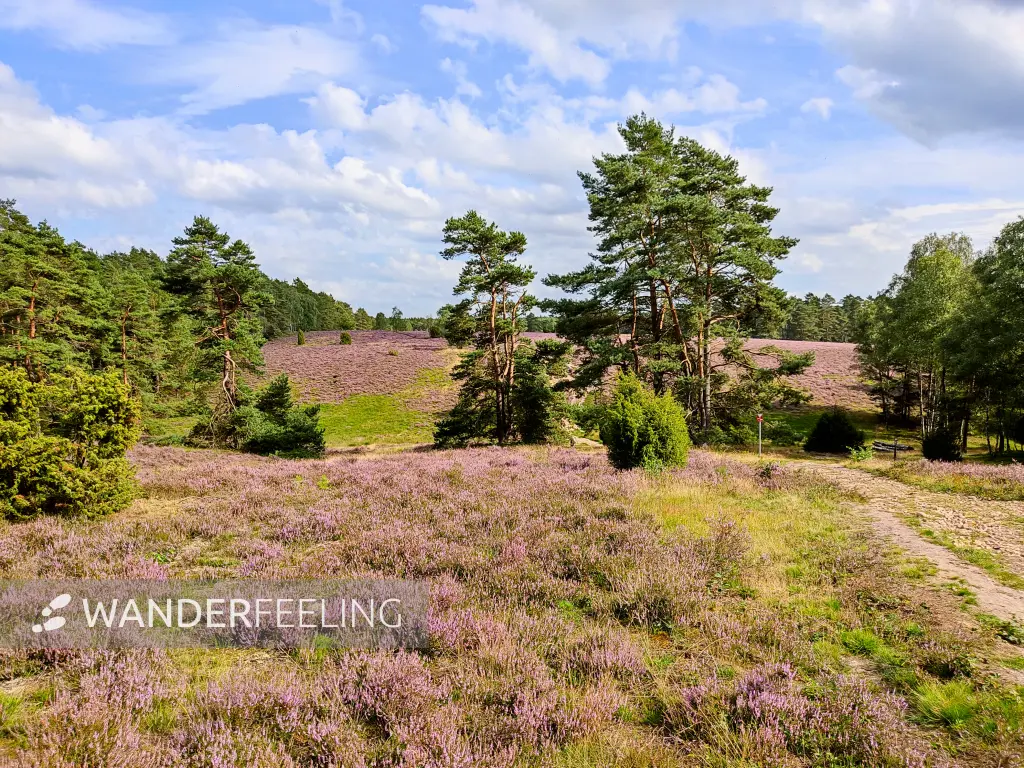 202308140-23 - Heideblüte in der Misselhorner Heide bei Hermannsburg, Lüneburger Heide, Niedersachsen, Deutschland