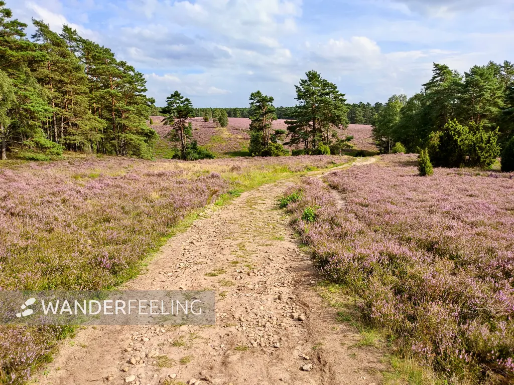 202308140-24 - Heideblüte in der Misselhorner Heide bei Hermannsburg, Lüneburger Heide, Niedersachsen, Deutschland