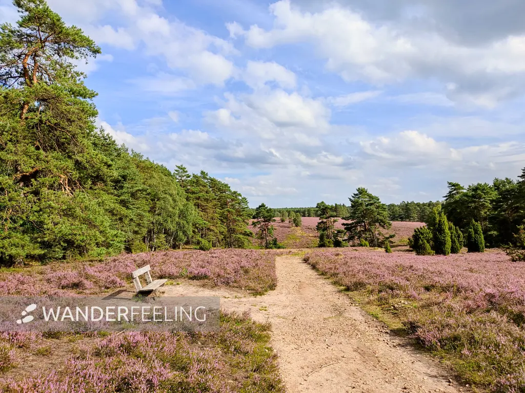 202308140-25 - Heideblüte in der Misselhorner Heide bei Hermannsburg, Lüneburger Heide, Niedersachsen, Deutschland