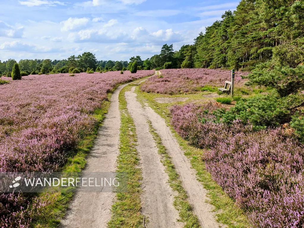 202308140-26 - Heideblüte in der Misselhorner Heide bei Hermannsburg, Lüneburger Heide, Niedersachsen, Deutschland