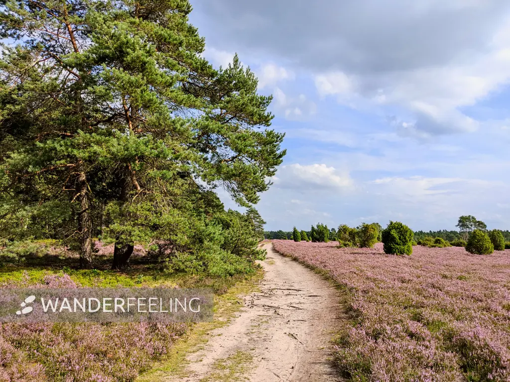 202308140-27 - Heideblüte in der Misselhorner Heide bei Hermannsburg, Lüneburger Heide, Niedersachsen, Deutschland