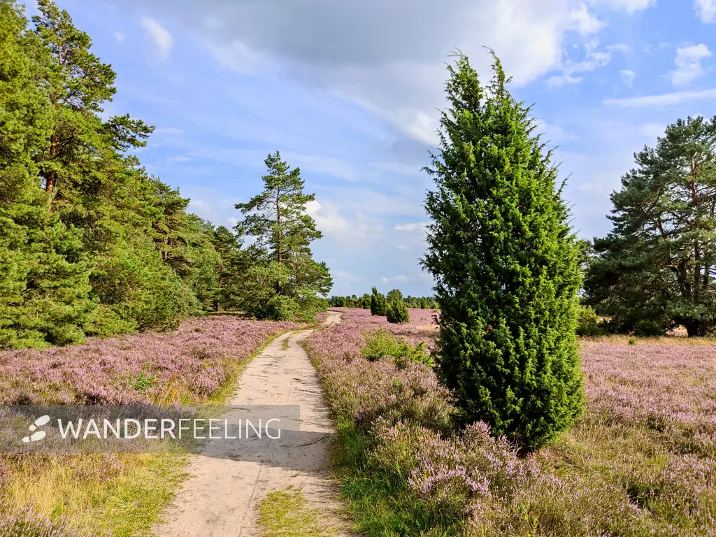 202308140-28 - Heideblüte in der Misselhorner Heide bei Hermannsburg, Lüneburger Heide, Niedersachsen, Deutschland