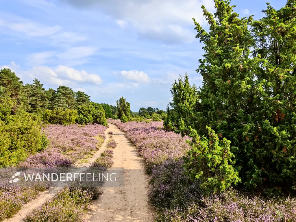 202308140-29 - Heideblüte in der Misselhorner Heide bei Hermannsburg, Lüneburger Heide, Niedersachsen, Deutschland