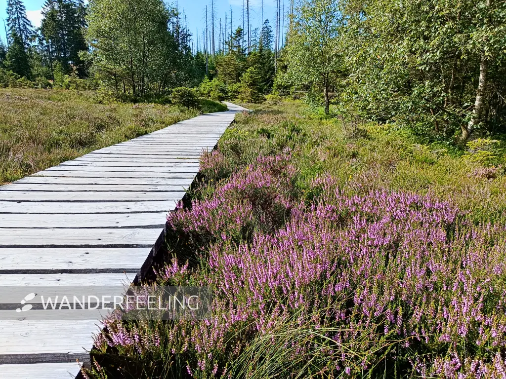 202407230-04 - Heidekraut am Großen Torfhausmoor im Nationalpark Harz, Harz, Niedersachsen, Deutschland