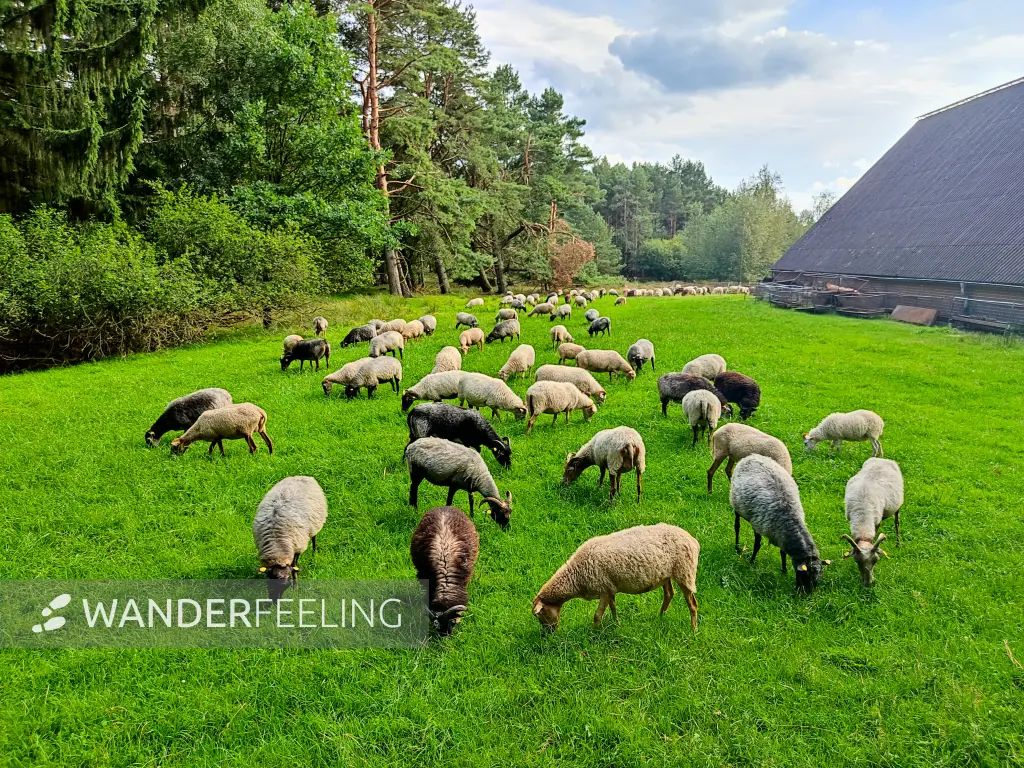 202308140-31 - Heidschnucken an der Misselhorner Heide bei Hermannsburg, Lüneburger Heide, Niedersachsen, Deutschland