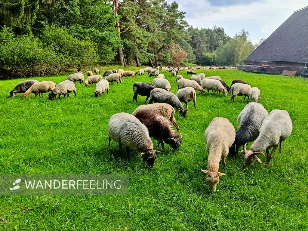202308140-32 - Heidschnucken an der Misselhorner Heide bei Hermannsburg, Lüneburger Heide, Niedersachsen, Deutschland