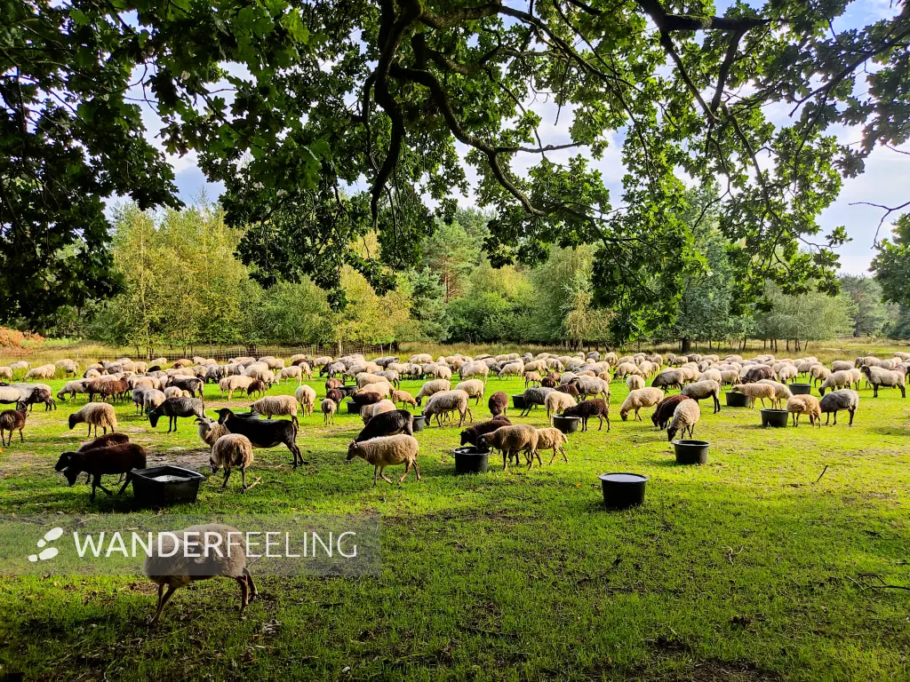 202308140-33 - Heidschnucken an der Misselhorner Heide bei Hermannsburg, Lüneburger Heide, Niedersachsen, Deutschland