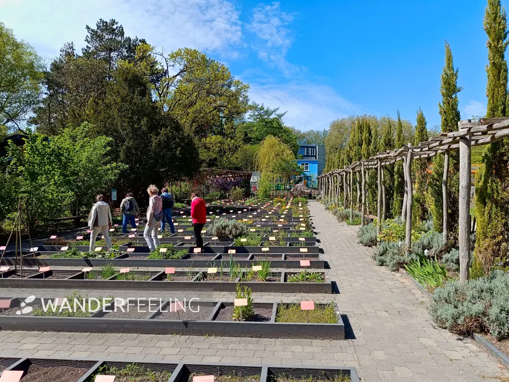 202604280-03 - Heilkräutergarten im Rombergpark in Dortmund, Ruhrgebiet, Nordrhein-Westfalen, Deutschland