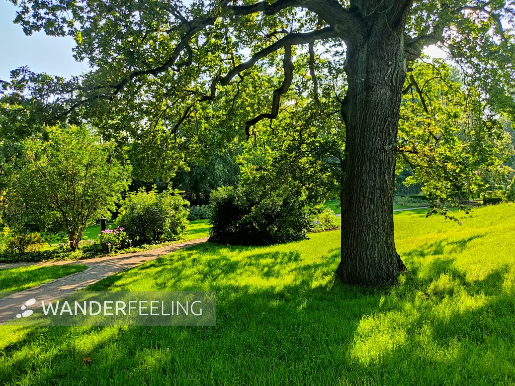 202308181-18 - Heilpflanzengarten in Celle, Lüneburger Heide, Niedersachsen, Deutschland