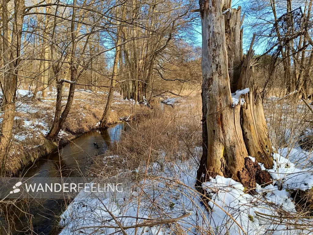 202502150-07 - Hellmühler Fließ im Biesenthaler Becken, Barnimer Land, Brandenburg, Deutschland