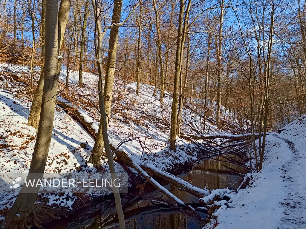 202502150-13 - Hellmühler Fließ im Biesenthaler Becken, Barnimer Land, Brandenburg, Deutschland