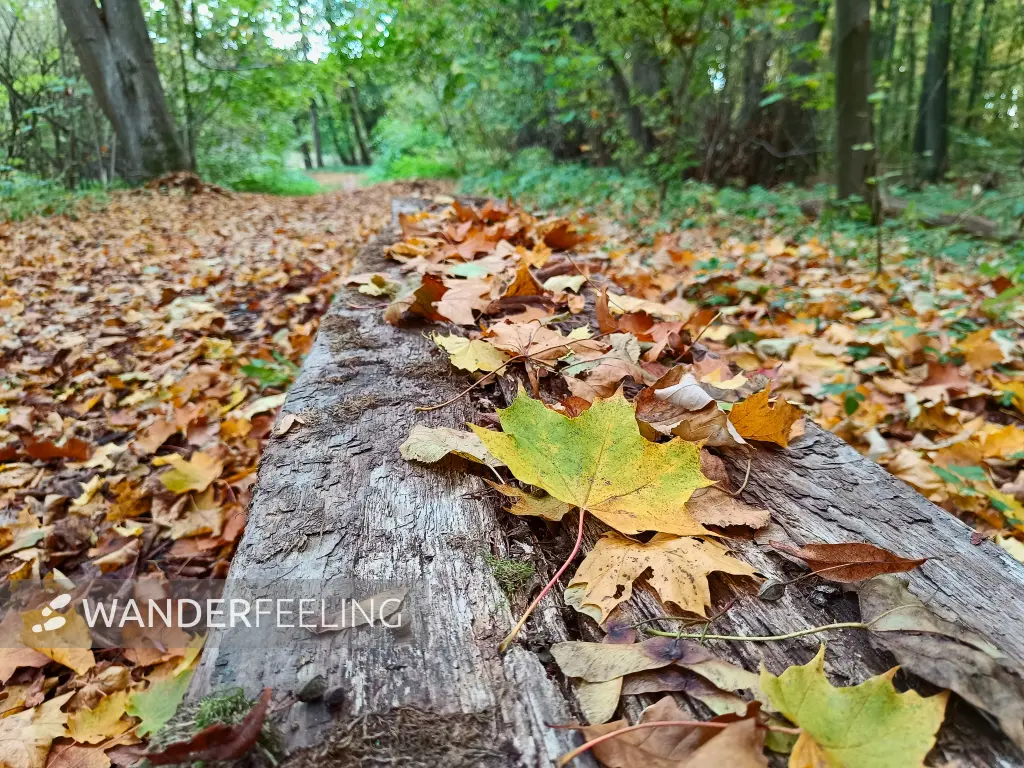 202510210-36 - Herbstlaub im Lindetal bei Neubrandenburg, Mecklenburgische Seenplatte, Mecklenburg-Vorpommern, Deutschland