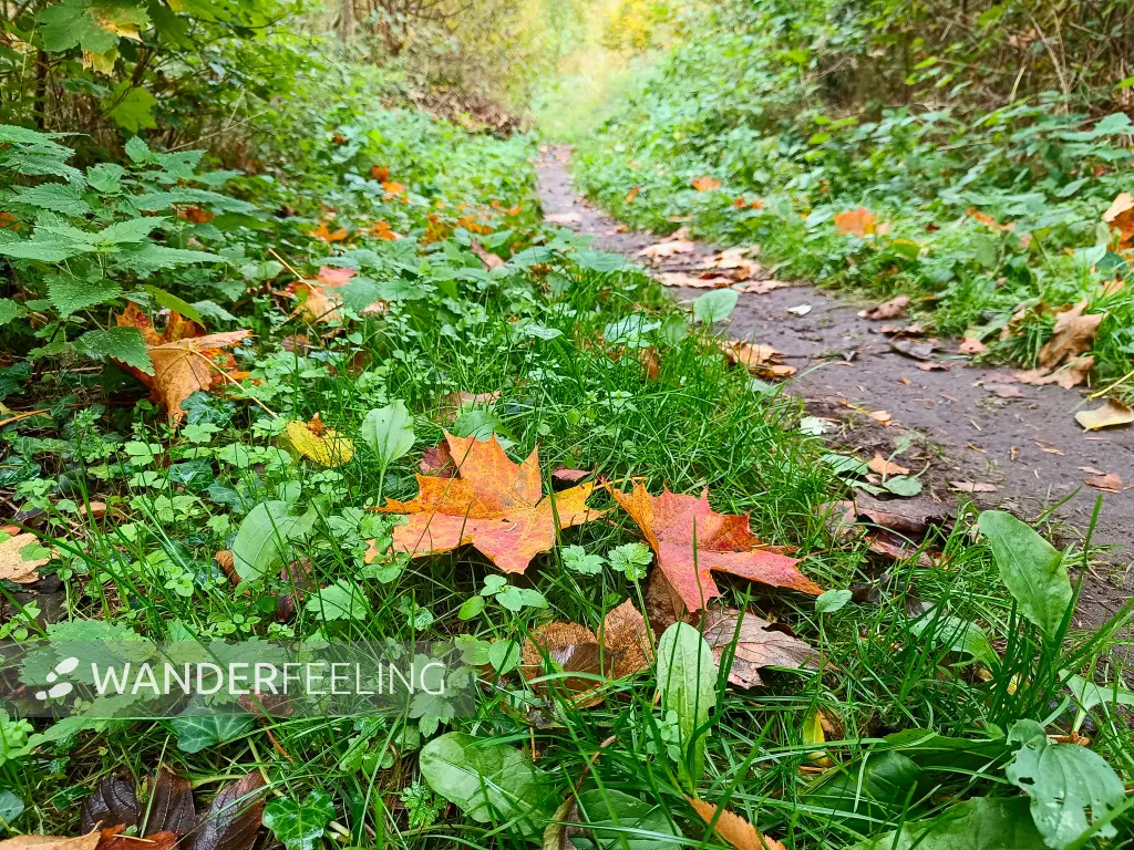 202510210-37 - Herbstlaub im Lindetal bei Neubrandenburg, Mecklenburgische Seenplatte, Mecklenburg-Vorpommern, Deutschland