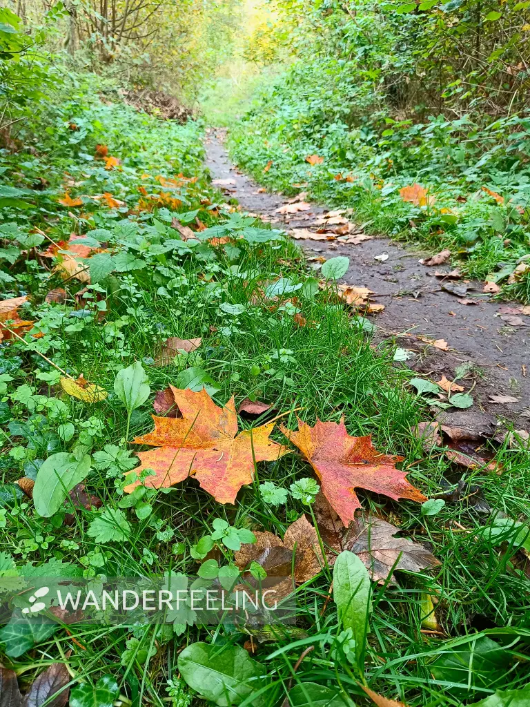 202510210-38 - Herbstlaub im Lindetal bei Neubrandenburg, Mecklenburgische Seenplatte, Mecklenburg-Vorpommern, Deutschland