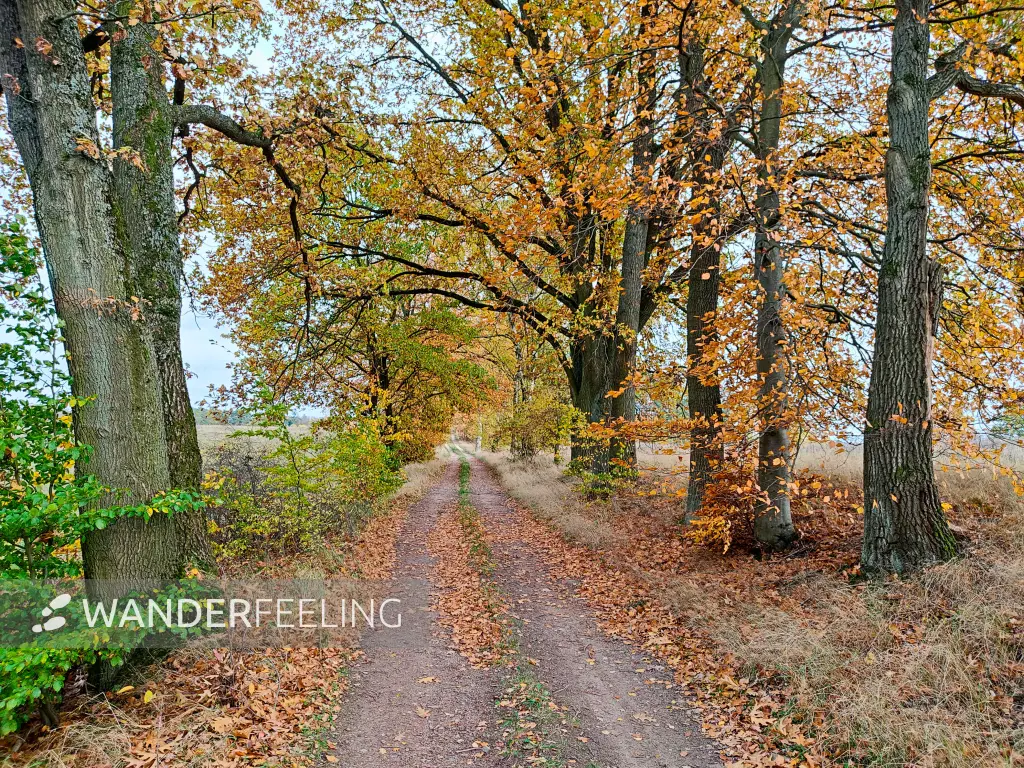 202311060-40 - Herbstliche Allee bei Carpin, Mecklenburgische Seenplatte, Mecklenburg-Vorpommern, Deutschland