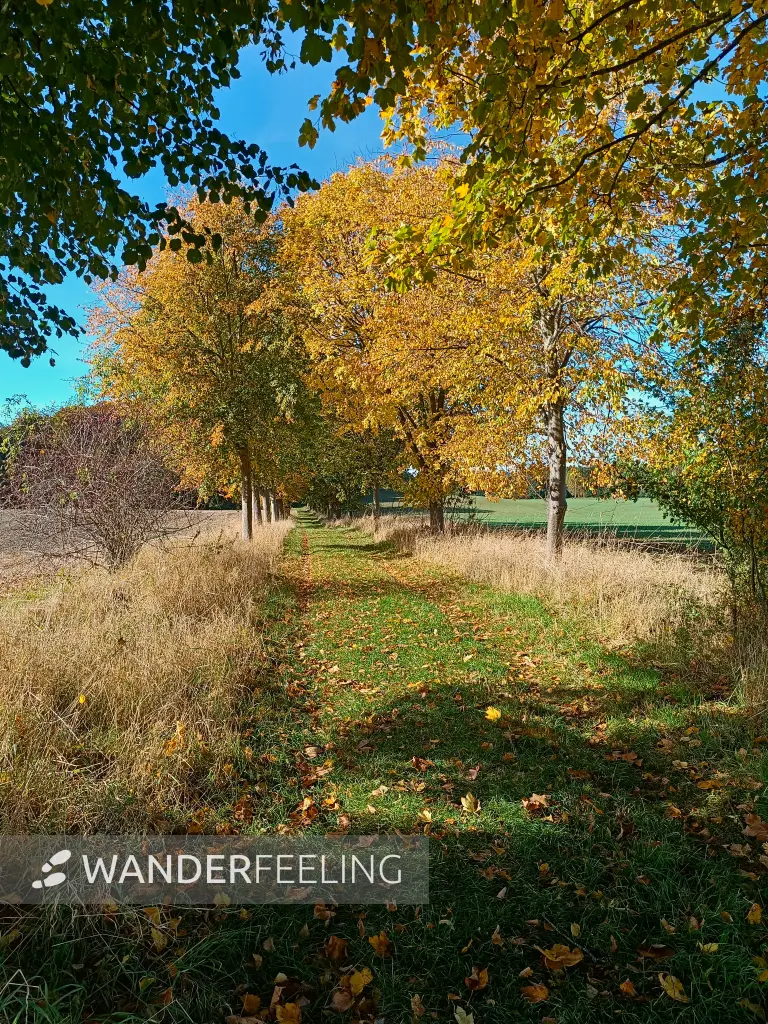 202510130-11 - Herbstliche Allee bei Krakow am See, Mecklenburgische Seenplatte, Mecklenburg-Vorpommern, Deutschland