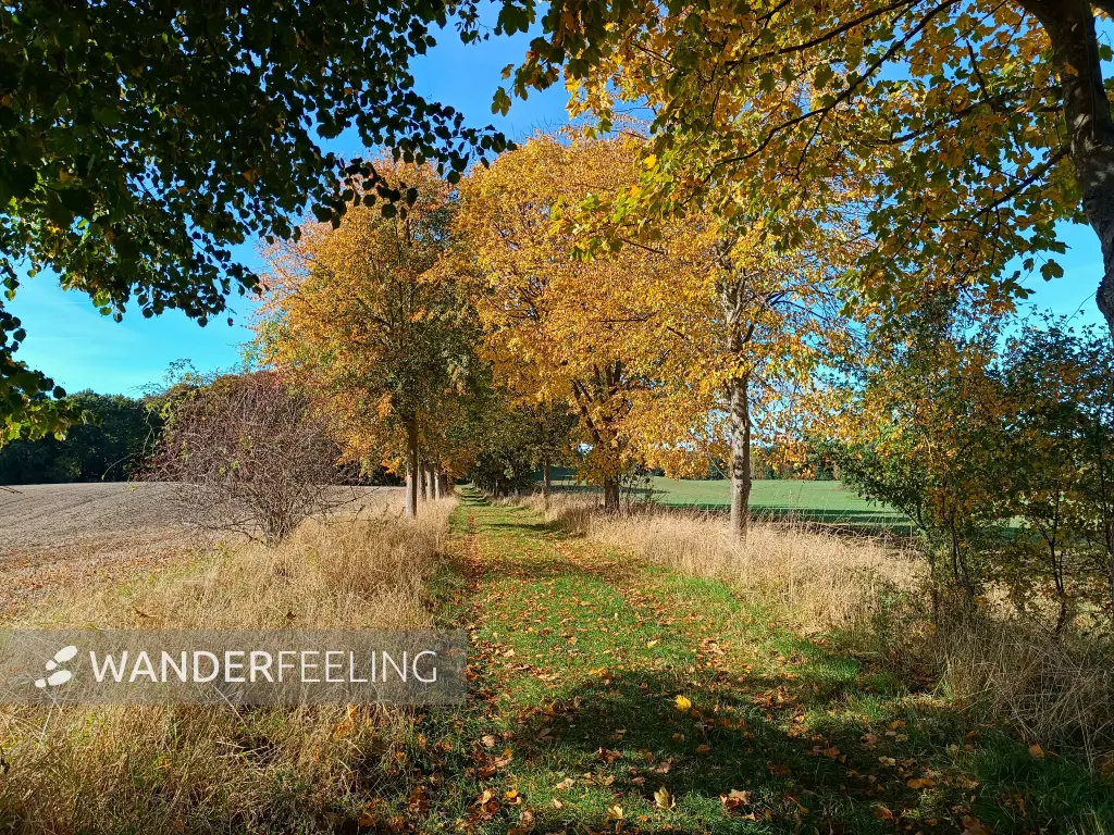 202510130-12 - Herbstliche Allee bei Krakow am See, Mecklenburgische Seenplatte, Mecklenburg-Vorpommern, Deutschland