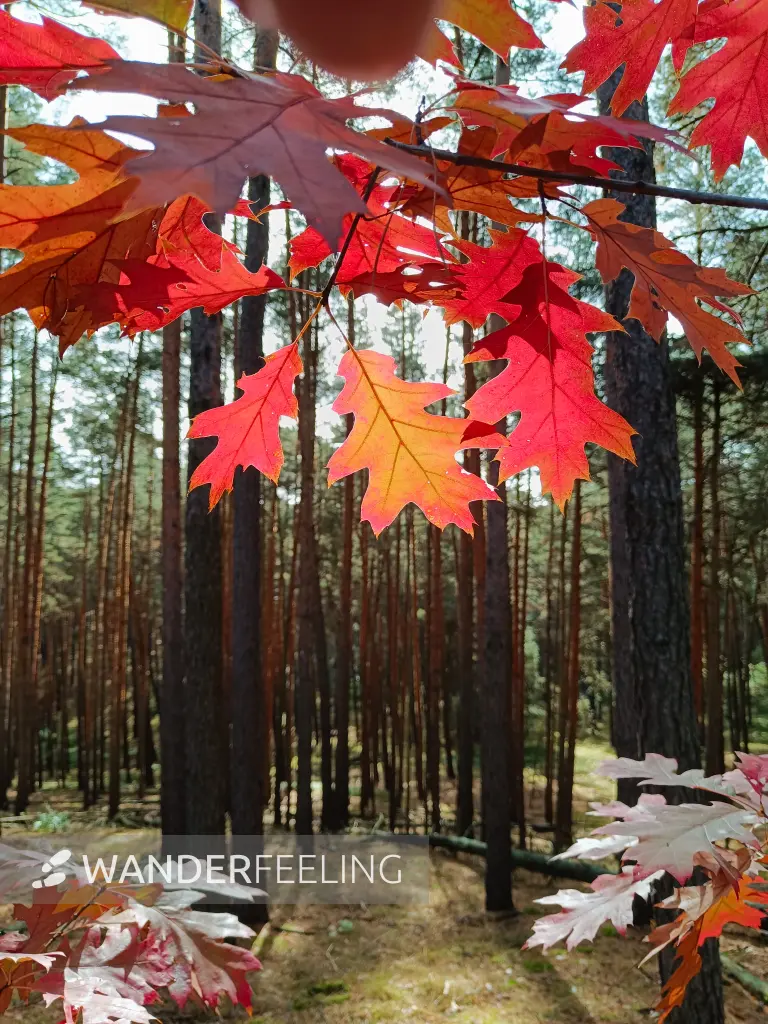 202610140-03 - Herbstlicher Eichen im Kiefernwald bei Walddrehna, Lausitz, Brandenburg, Deutschland