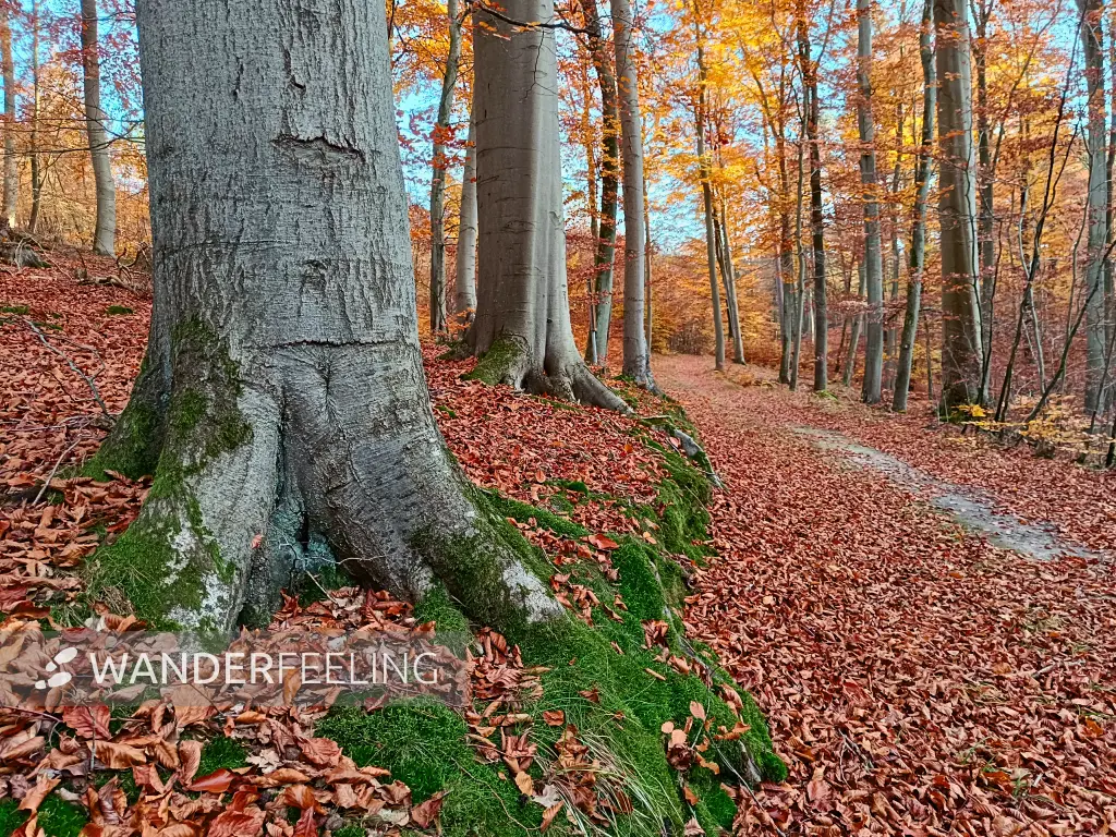 202511050-41 - Herbstwald am Radebachtal bei Blankenberg, Mecklenburgische Seenplatte, Mecklenburg-Vorpommern, Deutschland