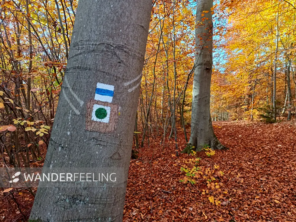 202511050-33 - Herbstwald bei Friedrichswalde, Mecklenburgische Seenplatte, Mecklenburg-Vorpommern, Deutschland