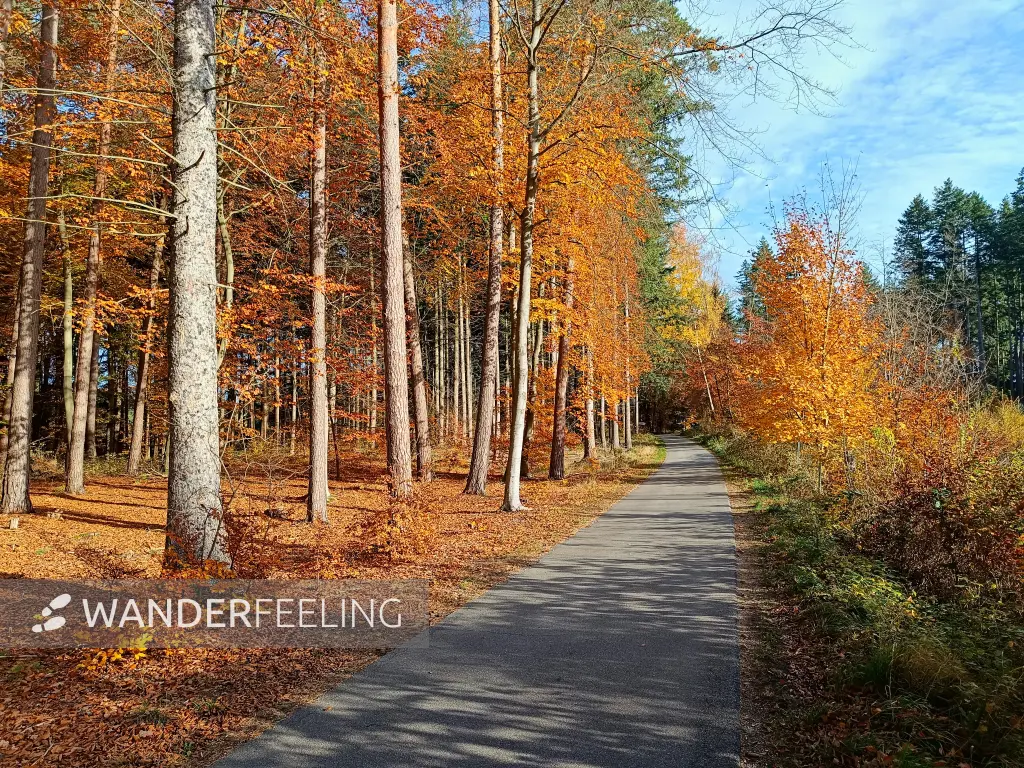 202511050-08 - Herbstwald bei Klein Labenz, Mecklenburgische Seenplatte, Mecklenburg-Vorpommern, Deutschland
