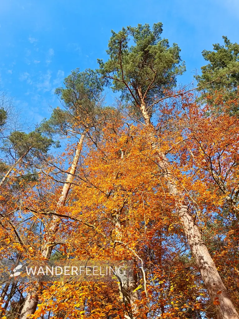 202511050-09 - Herbstwald bei Klein Labenz, Mecklenburgische Seenplatte, Mecklenburg-Vorpommern, Deutschland
