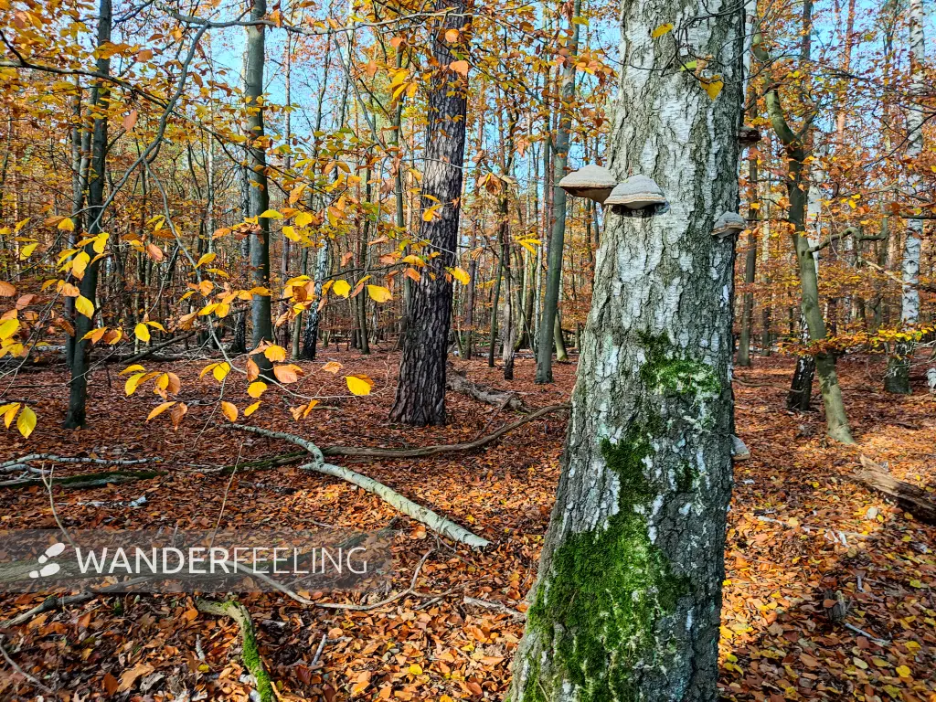 202311130-29 - Herbstwald bei Müggelheim, Berlin, Deutschland