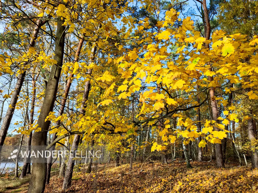 202311130-31 - Herbstwald bei Müggelheim, Berlin, Deutschland