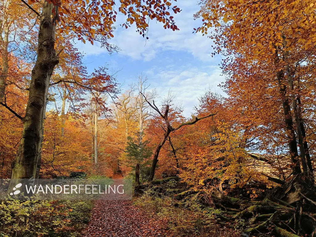 202511040-04 - Herbstwald im Müritz-Nationalpark bei Carpin, Mecklenburgische Seenplatte, Mecklenburg-Vorpommern, Deutschland