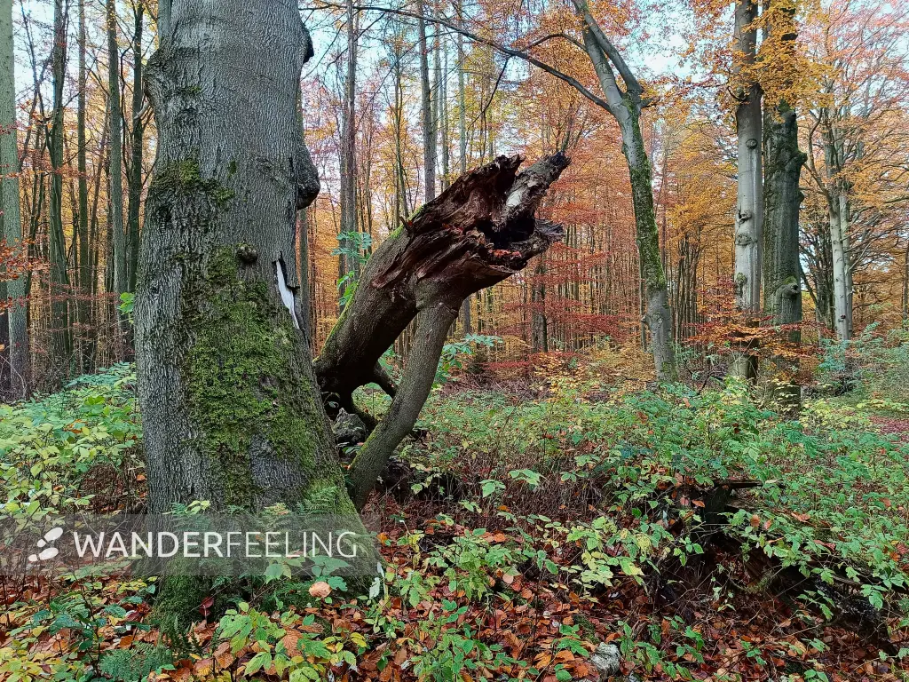 202511040-07 - Herbstwald im Müritz-Nationalpark bei Carpin, Mecklenburgische Seenplatte, Mecklenburg-Vorpommern, Deutschland