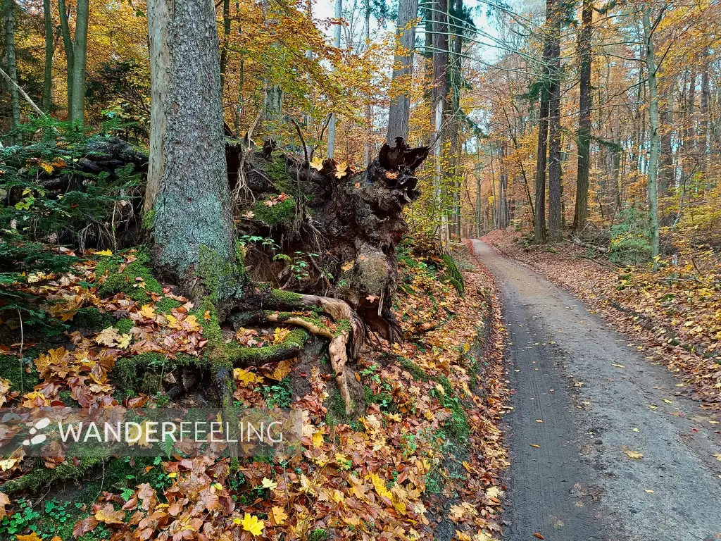202511040-15 - Herbstwald im Müritz-Nationalpark bei Serrahn, Mecklenburgische Seenplatte, Mecklenburg-Vorpommern, Deutschland